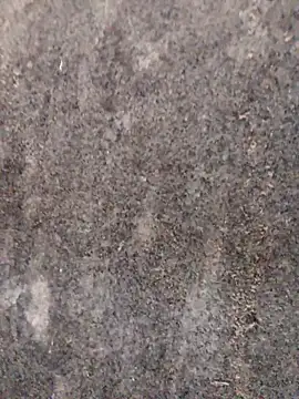 nagepalli online show from 11/29/25, 03:28