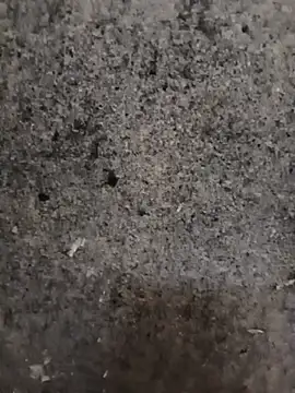 nagepalli online show from 11/14/25, 02:15