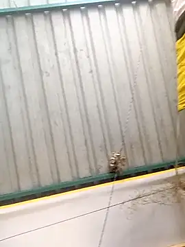 harinisree online show from 10/31/25, 05:37