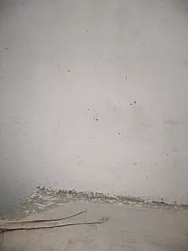 PEEHU-50 online show from 11/12/25, 11:30