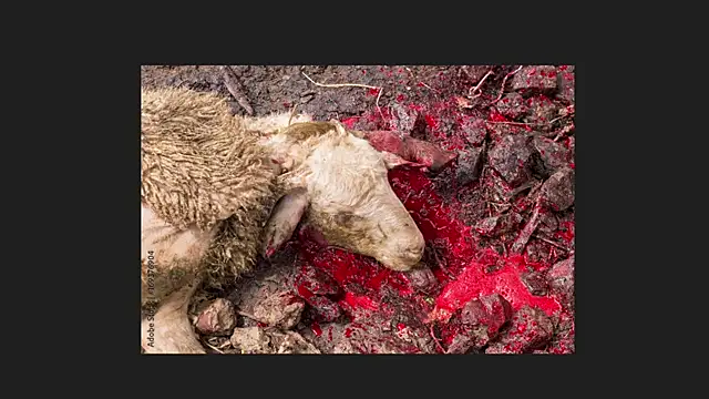 Playful Lia online show from 04/12/26, 02:04