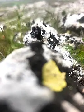 Sert erkek21 ysm online show from 04/09/26, 01:28