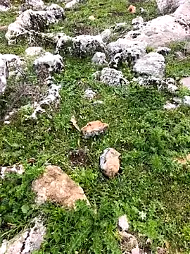 Sert erkek21 ysm online show from 03/26/26, 01:20