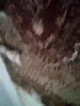 MilaCold5443 online show from 12/01/25, 06:53