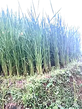 hi-hi-zz online show from 10/08/25, 07:10