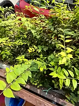 Snapshot of crawlerdrill chatting on 10/19/25, 04:37 crawlerdrill online show from 10/19/25, 04:37