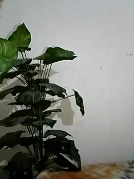 Jessica-03 online show from 03/06/26, 05:52