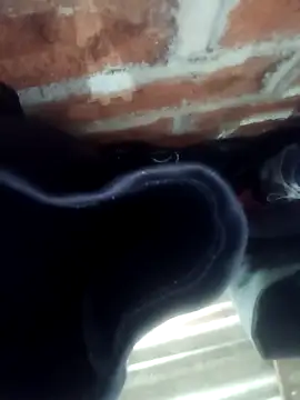 Snapshot of Rajni_chauhan chatting on 11/01/25, 04:45 Rajni chauhan online show from 11/01/25, 04:45