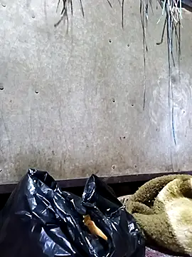 Hot cauple indian online show from 02/17/26, 08:06