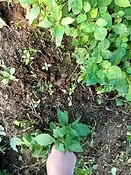 Fish yellow online show from 12/14/25, 09:48