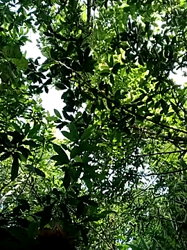 Bear bear0 online show from 10/28/25, 01:50