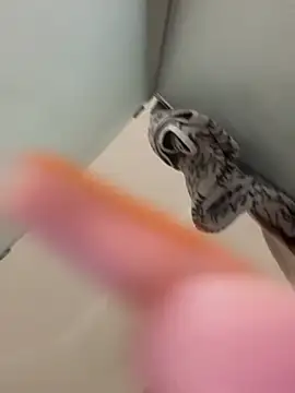 gatitalocahot online show from 04/02/26, 07:31