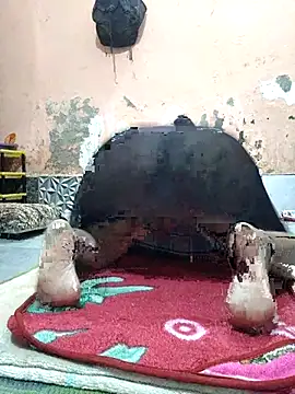 CUTE-GIRL-1 online show from 04/03/26, 05:08