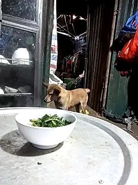 doggy-00 online show from 06/10/26, 11:06