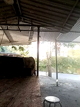 yoyo-mi online show from 11/27/25, 12:55