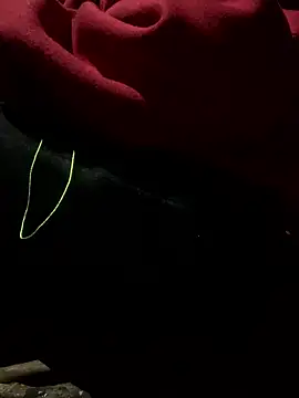 bi-bo123 online show from 01/09/26, 01:56