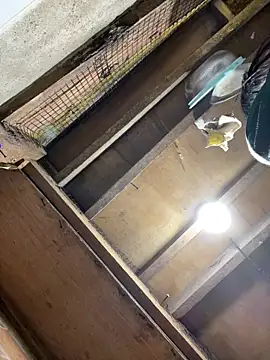 bellaUtops online show from 04/15/26, 03:01