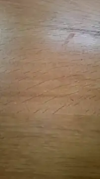 CEEKAYPRO online show from 02/25/26, 10:15