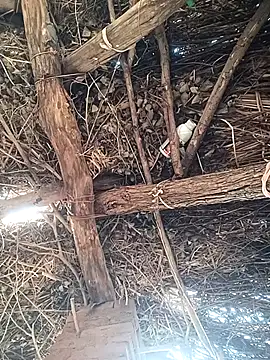 Chinki pande online show from 12/02/25, 08:49