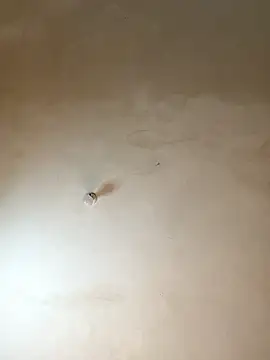 NiaLong21  online show from 01/17/26, 09:57