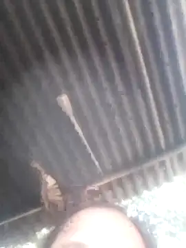 jacka 305 online show from 01/11/26, 06:53