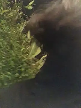 Trangbabylove online show from 03/25/26, 02:49