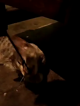 Snapshot of Adrian_sxp chatting on 11/18/25, 04:38 Adrian sxp online show from 11/18/25, 04:38