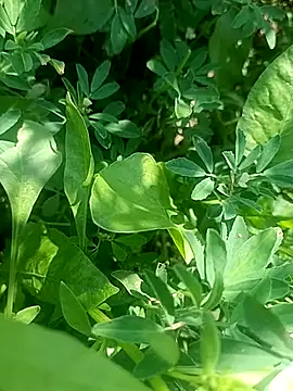 Sunenabhabh online show from 03/04/26, 08:11