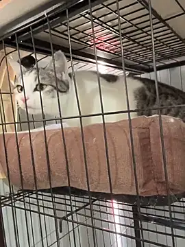 Toffee-00 online show from 11/26/25, 03:28