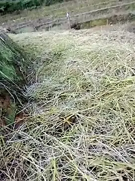 beba1100 online show from 11/25/25, 08:36