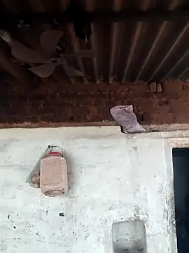 Babita Gori online show from 04/15/26, 11:38