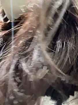 Snapshot of Seven-017 chatting on 12/16/25, 05:00 Seven-017 online show from 12/16/25, 05:00