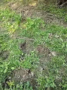 88zaifkhan88 online show from 03/02/26, 11:06