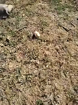 88zaifkhan88 online show from 01/06/26, 04:27