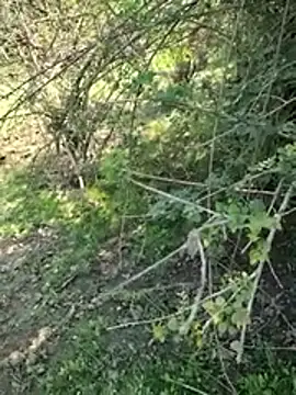 88zaifkhan88 online show from 03/02/26, 04:46