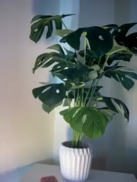 ZoeyFierce online show from 03/08/26, 01:36