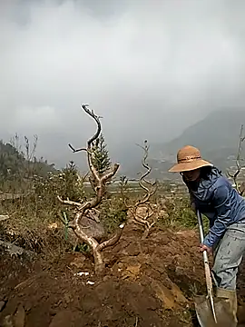 Alibabapi online show from 03/25/26, 02:12