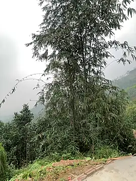 Him MountainGirl online show from 03/20/26, 12:44