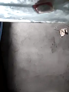 Snapshot of gigo-ulala chatting on 12/16/25, 01:37 gigo-ulala online show from 12/16/25, 01:37