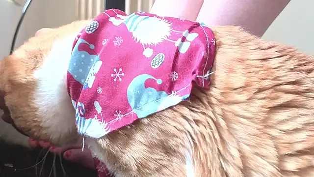 Feetbeth online show from 03/04/26, 07:43