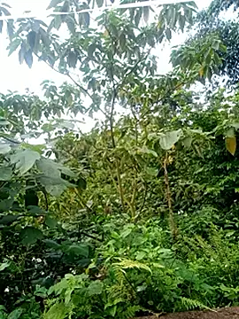 little-effy online show from 05/21/26, 10:23