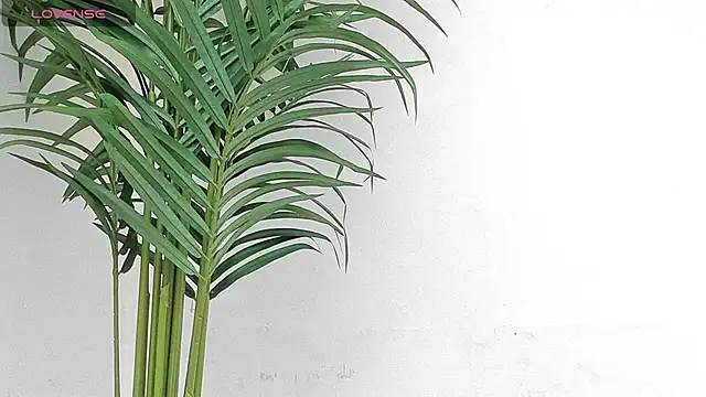 sebastamayo  online show from 01/09/26, 08:49