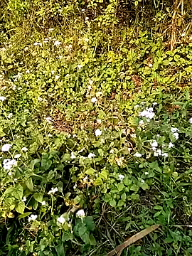 seacyre online show from 04/13/26, 12:58