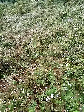 seacyre online show from 04/16/26, 12:44