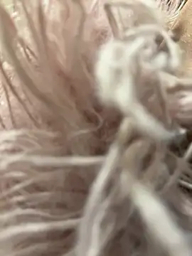 mengmeng776 online show from 02/12/26, 01:33