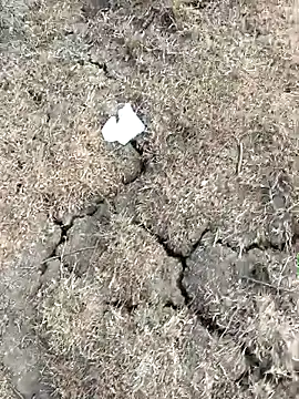 Tamilpaiyan07 online show from 03/11/26, 10:53