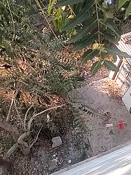 Prem Ran online show from 12/22/25, 03:28