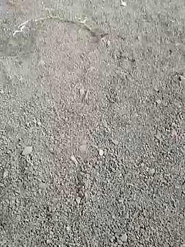 ancyauhuss online show from 12/22/25, 03:17