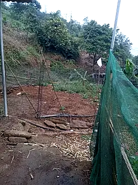 Snapshot of congchua977 chatting on 03/10/26, 11:53 congchua977 online show from 03/10/26, 11:53