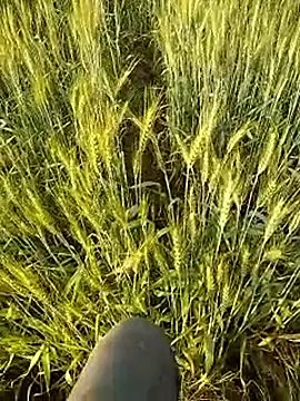 Snapshot of hornycouple20000 chatting on 02/21/26, 11:56 hornycouple20000 online show from 02/21/26, 11:56